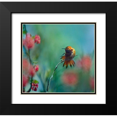 Rufous Hummingbird Sitting on Branch Black Modern Wood Framed Art Print with Double Matting by Fitzharris, Tim