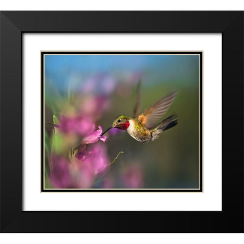 Broad Tailed Hummingbird at Penstemon Black Modern Wood Framed Art Print with Double Matting by Fitzharris, Tim