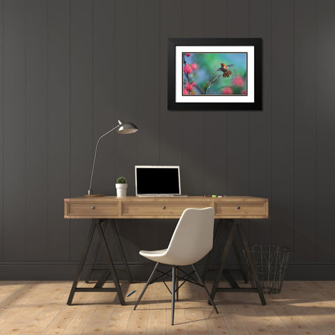 Rufous Hummingbird Among Red Flowered Currants Black Modern Wood Framed Art Print with Double Matting by Fitzharris, Tim