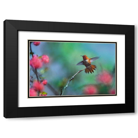 Rufous Hummingbird Among Red Flowered Currants Black Modern Wood Framed Art Print with Double Matting by Fitzharris, Tim