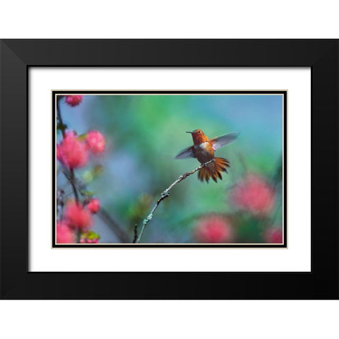 Rufous Hummingbird Among Red Flowered Currants Black Modern Wood Framed Art Print with Double Matting by Fitzharris, Tim