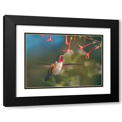 Broad Tailed Hummingbird at Scarlet Trumpets Black Modern Wood Framed Art Print with Double Matting by Fitzharris, Tim