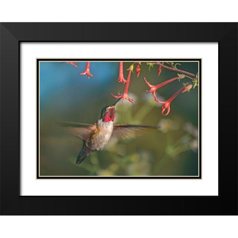 Broad Tailed Hummingbird at Scarlet Trumpets Black Modern Wood Framed Art Print with Double Matting by Fitzharris, Tim