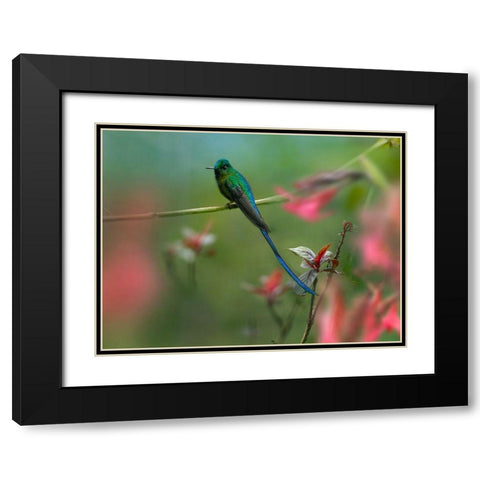 Long Tailed Sylph Hummingbird Ecuador Black Modern Wood Framed Art Print with Double Matting by Fitzharris, Tim
