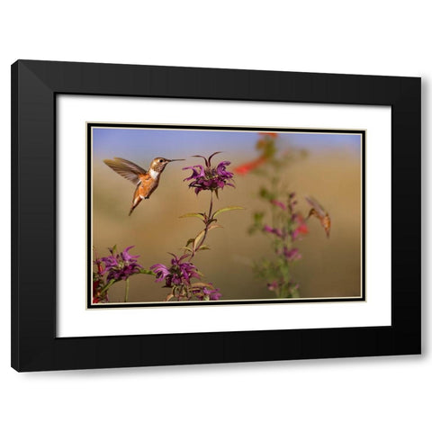 Broad Tailed Hummingbird Black Modern Wood Framed Art Print with Double Matting by Fitzharris, Tim