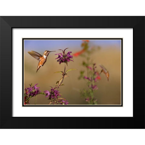 Broad Tailed Hummingbird Black Modern Wood Framed Art Print with Double Matting by Fitzharris, Tim