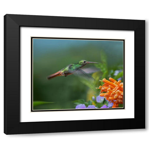 Rufous Tailed Hummingbird at Flame Vine Black Modern Wood Framed Art Print with Double Matting by Fitzharris, Tim
