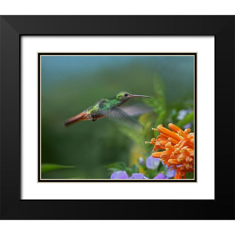 Rufous Tailed Hummingbird at Flame Vine Black Modern Wood Framed Art Print with Double Matting by Fitzharris, Tim