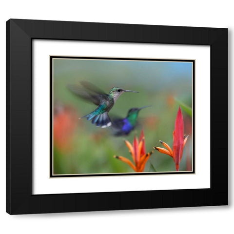 Crowned Woodnymph Hummingbirds Black Modern Wood Framed Art Print with Double Matting by Fitzharris, Tim