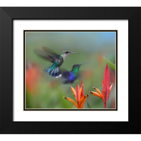 Crowned Woodnymph Hummingbirds Black Modern Wood Framed Art Print with Double Matting by Fitzharris, Tim