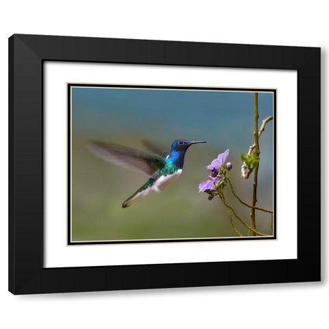 White Necked Jacobin Hummingbird Black Modern Wood Framed Art Print with Double Matting by Fitzharris, Tim