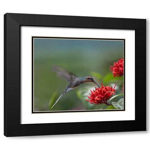 Green Hermit Female Black Modern Wood Framed Art Print with Double Matting by Fitzharris, Tim