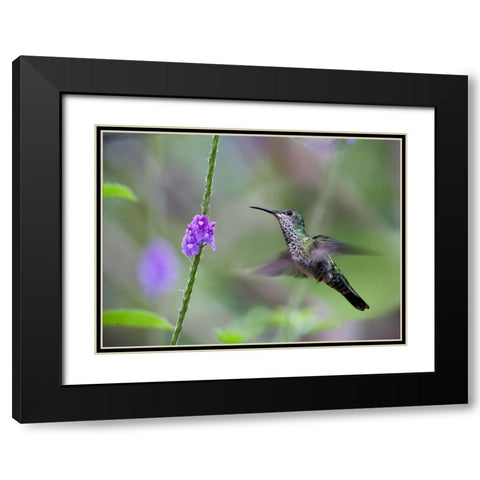 White Necked Jacobin Hummingbird Female at Porterweed Black Modern Wood Framed Art Print with Double Matting by Fitzharris, Tim