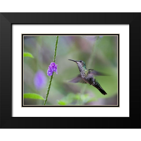 White Necked Jacobin Hummingbird Female at Porterweed Black Modern Wood Framed Art Print with Double Matting by Fitzharris, Tim