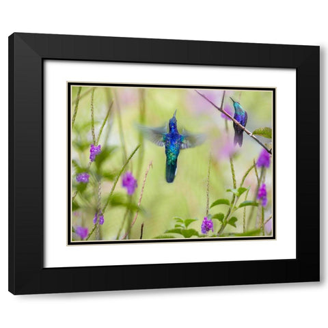 Violet Sabrewing and Crowned Woodnymph Hummingbirds Black Modern Wood Framed Art Print with Double Matting by Fitzharris, Tim