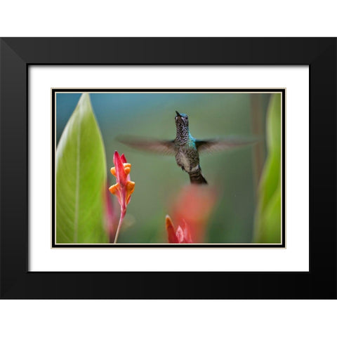 White Necked Jacobin Hummingbird Female Black Modern Wood Framed Art Print with Double Matting by Fitzharris, Tim