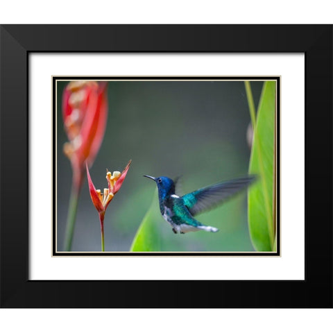 White Necked Jacobin Hummingbird Black Modern Wood Framed Art Print with Double Matting by Fitzharris, Tim