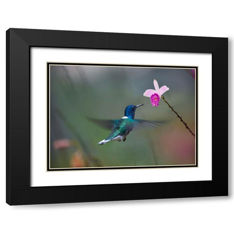 White Necked Hummingbird at Bamboo Orchid Black Modern Wood Framed Art Print with Double Matting by Fitzharris, Tim