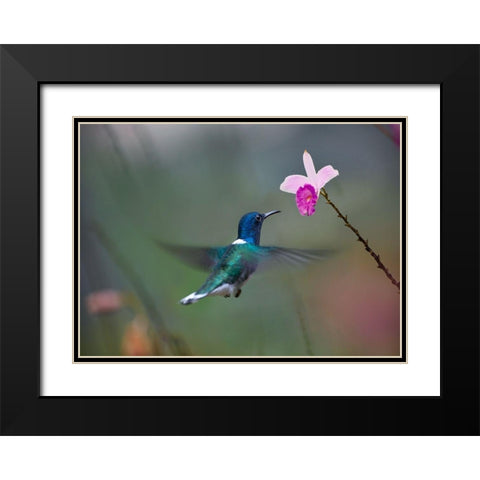 White Necked Hummingbird at Bamboo Orchid Black Modern Wood Framed Art Print with Double Matting by Fitzharris, Tim