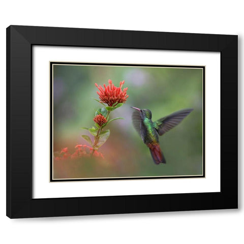 Rufous Tailed Hummingbird Black Modern Wood Framed Art Print with Double Matting by Fitzharris, Tim