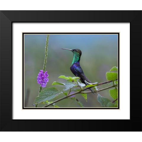 Crowned Woodnymph Hummingbird Black Modern Wood Framed Art Print with Double Matting by Fitzharris, Tim