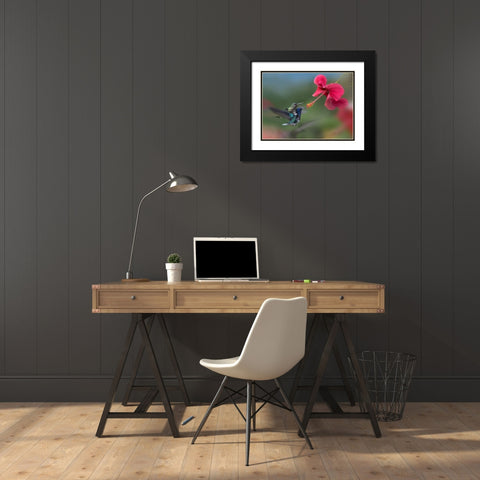 White Necked Jacobin Hummingbirds at Hibiscus Black Modern Wood Framed Art Print with Double Matting by Fitzharris, Tim