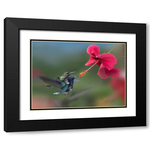 White Necked Jacobin Hummingbirds at Hibiscus Black Modern Wood Framed Art Print with Double Matting by Fitzharris, Tim