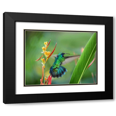 Green Violet T-Ear Hummingbird Black Modern Wood Framed Art Print with Double Matting by Fitzharris, Tim