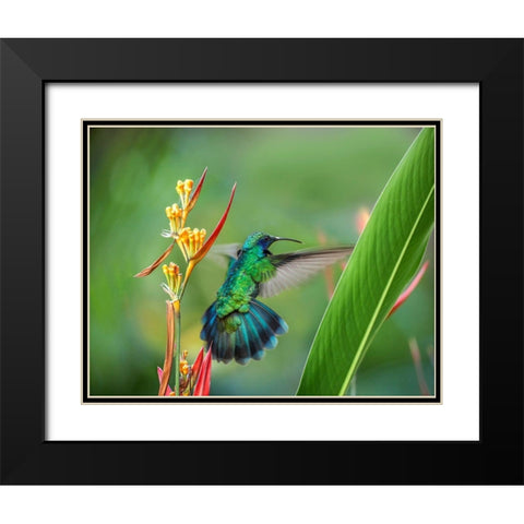 Green Violet T-Ear Hummingbird Black Modern Wood Framed Art Print with Double Matting by Fitzharris, Tim