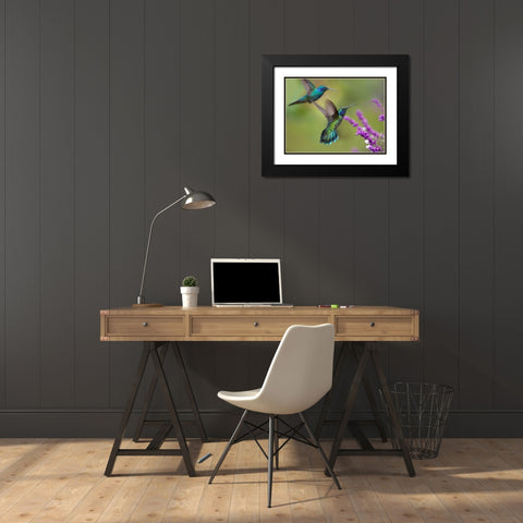 Green Violet T-Ear Hummingbird Black Modern Wood Framed Art Print with Double Matting by Fitzharris, Tim