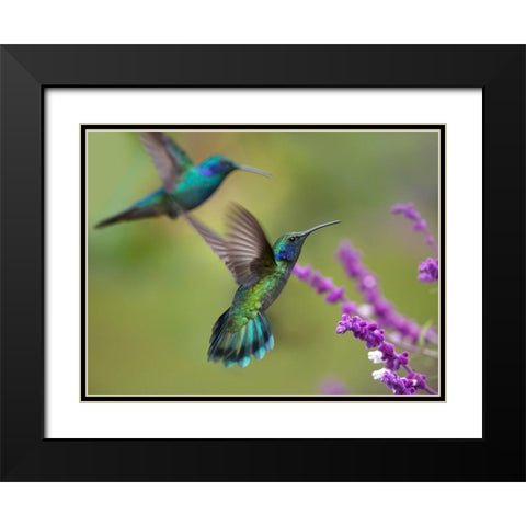 Green Violet T-Ear Hummingbird Black Modern Wood Framed Art Print with Double Matting by Fitzharris, Tim