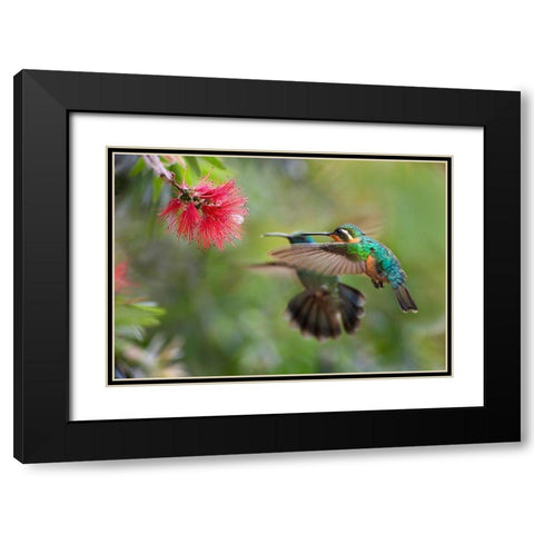 Gray Tailed Mountain Gem Female and Green Violet-Ear Hummingbird Black Modern Wood Framed Art Print with Double Matting by Fitzharris, Tim