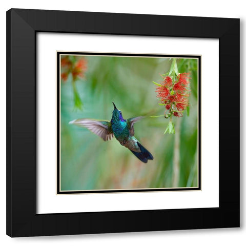 Green Violet T-Ear Hummingbird Black Modern Wood Framed Art Print with Double Matting by Fitzharris, Tim