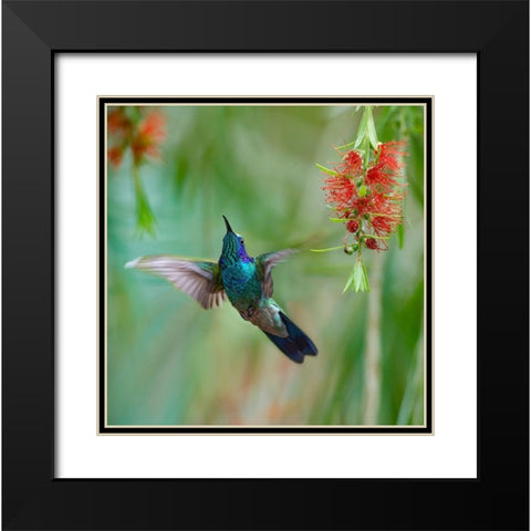 Green Violet T-Ear Hummingbird Black Modern Wood Framed Art Print with Double Matting by Fitzharris, Tim