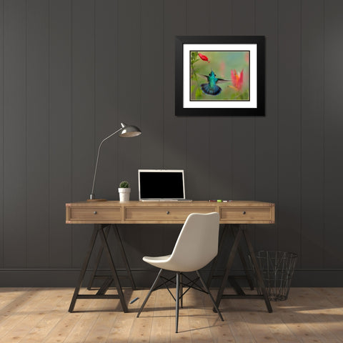 Green Violet-Ear Hummingbird Black Modern Wood Framed Art Print with Double Matting by Fitzharris, Tim
