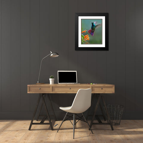 Green Breasted Mango Hummingbird at Flame Vine Black Modern Wood Framed Art Print with Double Matting by Fitzharris, Tim