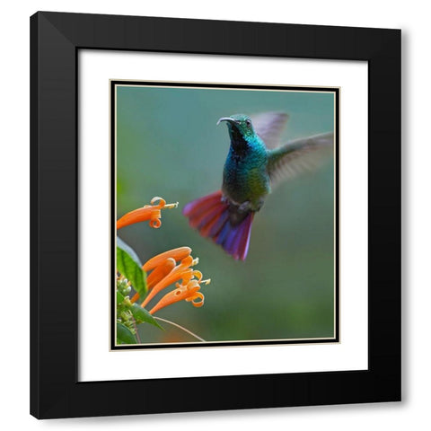 Green Breasted Mango Hummingbird at Flame Vine Black Modern Wood Framed Art Print with Double Matting by Fitzharris, Tim