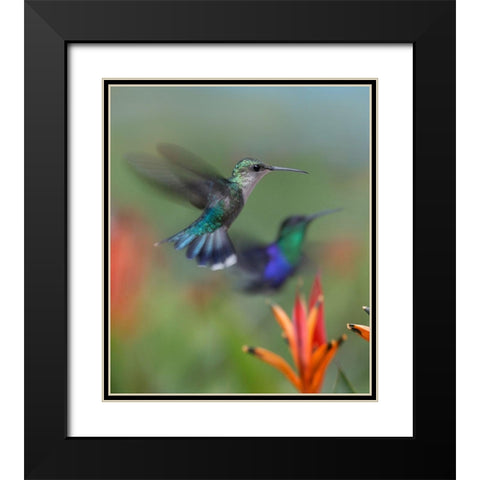 Crowned Wood Nymph Hummingbirds Black Modern Wood Framed Art Print with Double Matting by Fitzharris, Tim