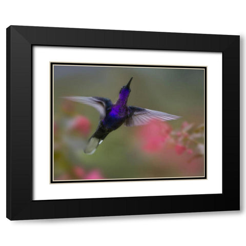 Violet Sabrewing Hummingbird Black Modern Wood Framed Art Print with Double Matting by Fitzharris, Tim