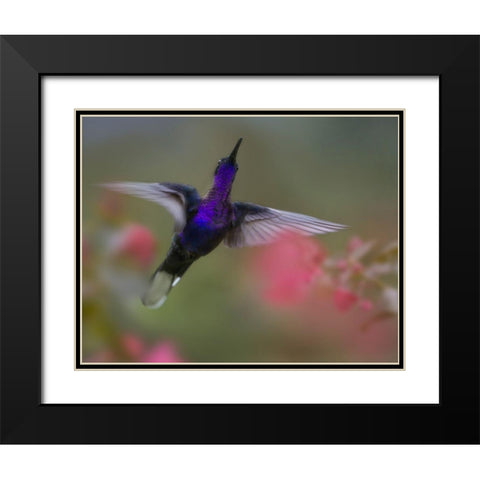 Violet Sabrewing Hummingbird Black Modern Wood Framed Art Print with Double Matting by Fitzharris, Tim