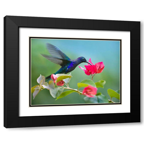 Violet Sabrewing Hummingbird Black Modern Wood Framed Art Print with Double Matting by Fitzharris, Tim