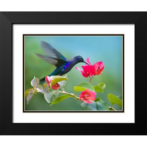 Violet Sabrewing Hummingbird Black Modern Wood Framed Art Print with Double Matting by Fitzharris, Tim