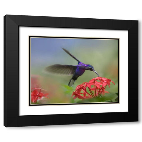 Violet Sabrewing Hummingbird Black Modern Wood Framed Art Print with Double Matting by Fitzharris, Tim