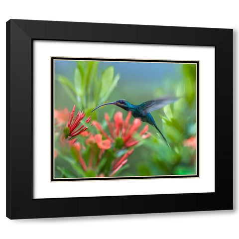 Green Hermit Hummingbird Black Modern Wood Framed Art Print with Double Matting by Fitzharris, Tim