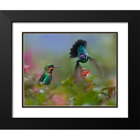 Green Crowned Brilliant and Magnificent Black Modern Wood Framed Art Print with Double Matting by Fitzharris, Tim