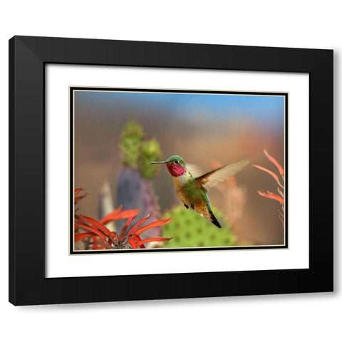 Broad Tailed Hummingbird Black Modern Wood Framed Art Print with Double Matting by Fitzharris, Tim