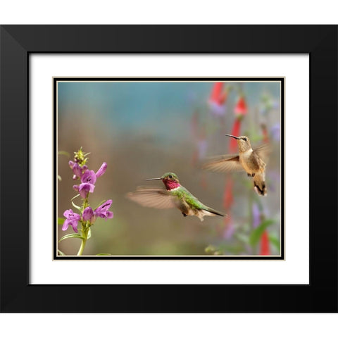 Broad Tailed Hummingbirds Black Modern Wood Framed Art Print with Double Matting by Fitzharris, Tim