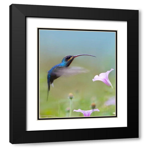 Green Hermit Hummingbird  Black Modern Wood Framed Art Print with Double Matting by Fitzharris, Tim