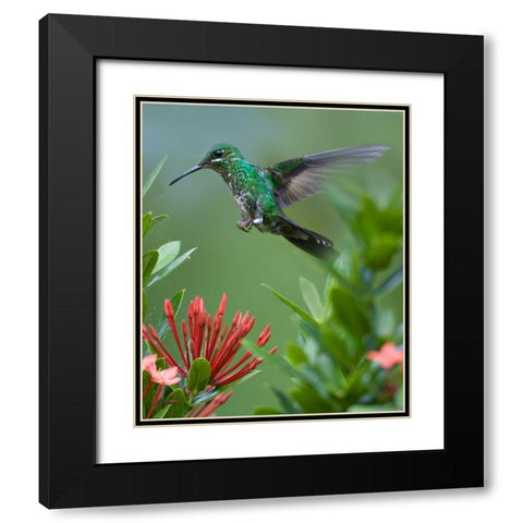 Green Crowned Brilliant Hummingbird Black Modern Wood Framed Art Print with Double Matting by Fitzharris, Tim
