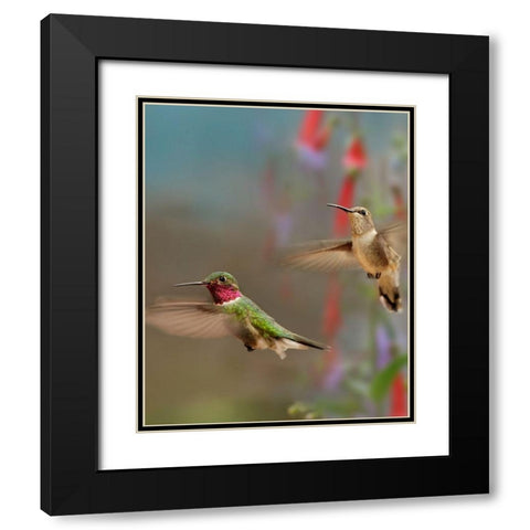 Broad Tailed Hummingbirds Black Modern Wood Framed Art Print with Double Matting by Fitzharris, Tim